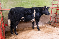 1 Champion British Blue x Steer sold for 1600 from A Roskell and Ptnrs Laverhay